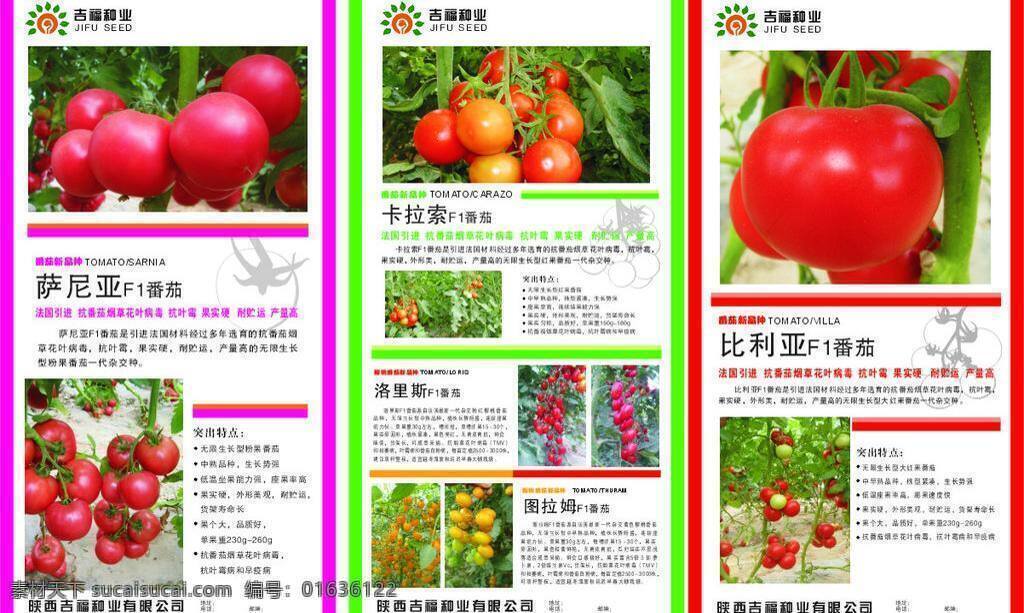 成熟 红色 黄色 绿色 农业展板 西红柿 展板模板 番茄简介展板 番茄简介 不同种类番茄 大西红柿 小圣女果 番茄地 蕃茄枝 矢量