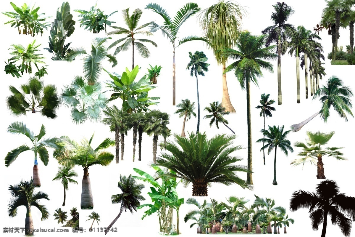 棕榈 植物 分层 大全 棕榈植物 带通道 绿化植物 自然景观 建筑园林