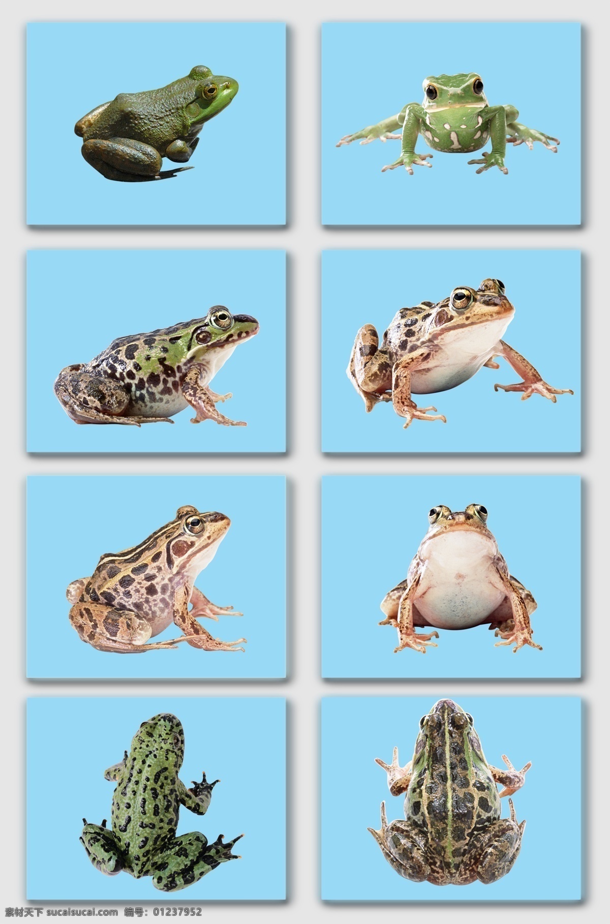 动物 动物素材 青蛙素材