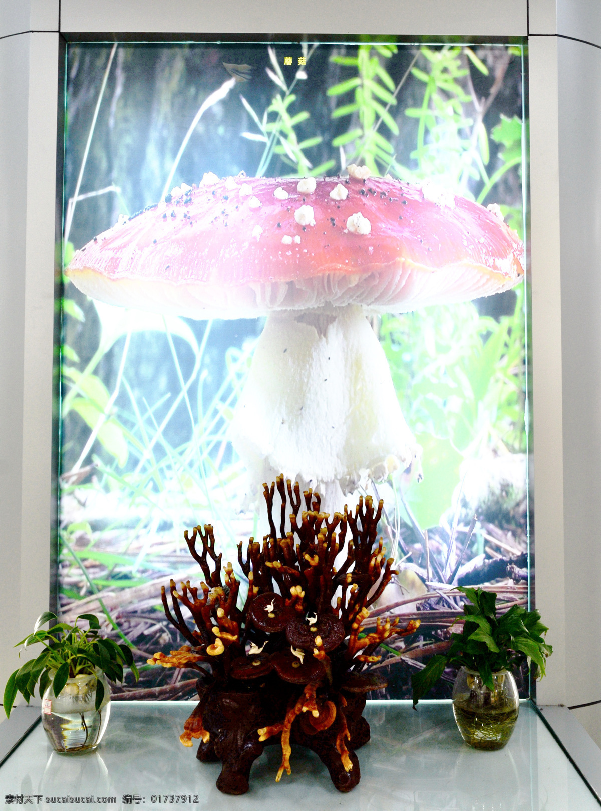 灵芝 彩色 灯光 菌类 旅游摄影 人文景观 微生物 展览 炫彩 装饰素材 展示设计