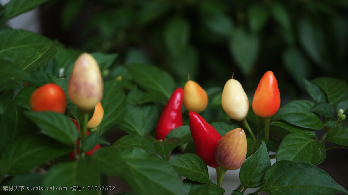 朋彩椒 五彩椒 朝天椒 五彩辣椒 为茄科 多彩辣椒 蔬菜 生物世界