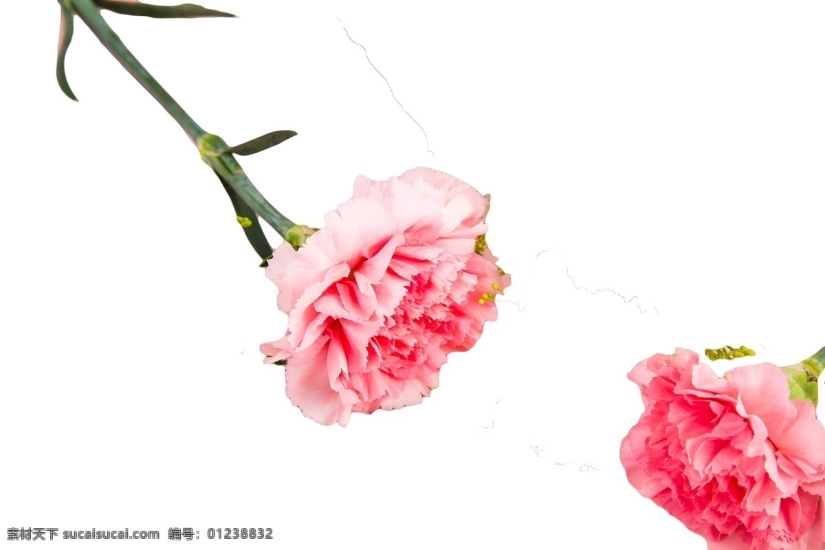 花香 怡人 美丽 绽放 花枝招展 娇媚 鲜艳 春花烂漫 群芳满园 浪漫 娇娆 婀娜多姿 芳香四溢 花香袭人 绚丽多彩 娇巧迷人 孤芳自赏