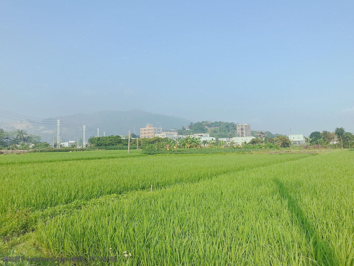 田地 水稻 绿色 乡下 天空 早晨 阳光 宝山中学 旅游摄影 国内旅游