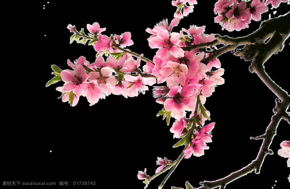 手绘 粉色 桃树 元素 小清新 浪漫 大树 树枝 粉色花朵 粉花 png元素 免抠元素 透明元素