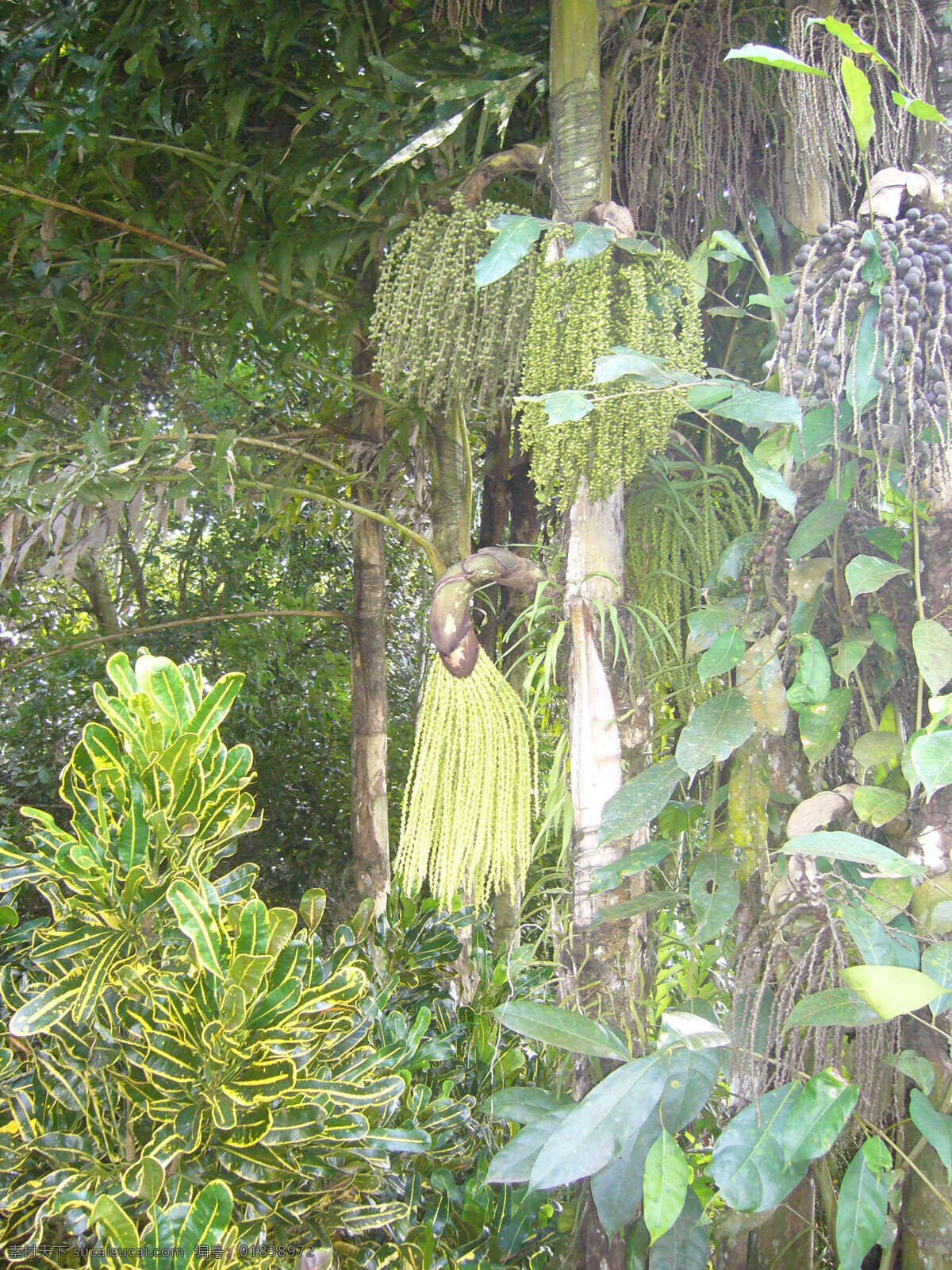 热带植物 带黄边的树叶 似胡须的叶子 树干 树枝 树木树叶 生物世界