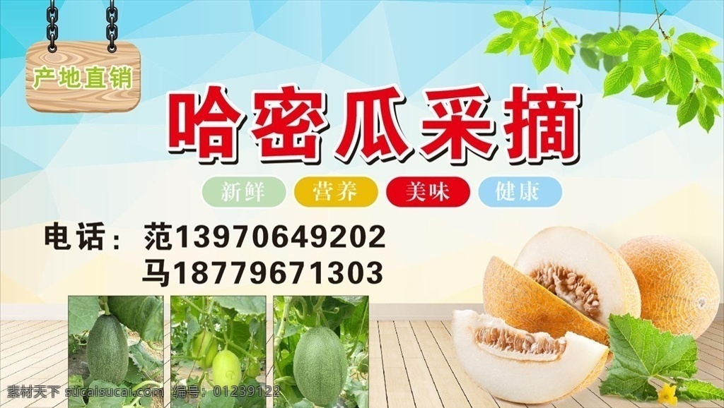 哈密瓜采摘 现场采搞 新鲜哈 新鲜哈密瓜 哈密瓜直销 水果