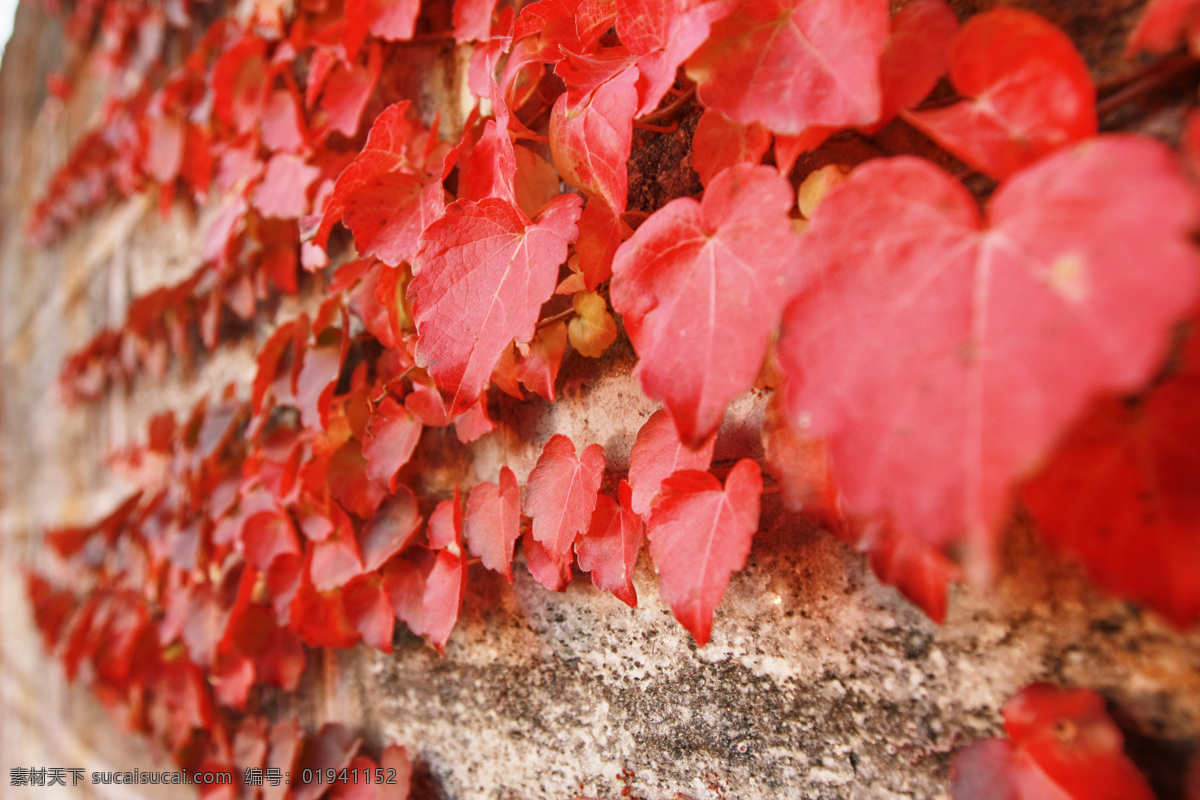 红叶 秋天红叶 红叶背景 红色旋律 漂亮叶子 墙上红叶 墙壁叶子 墙壁红叶 花草 生物世界