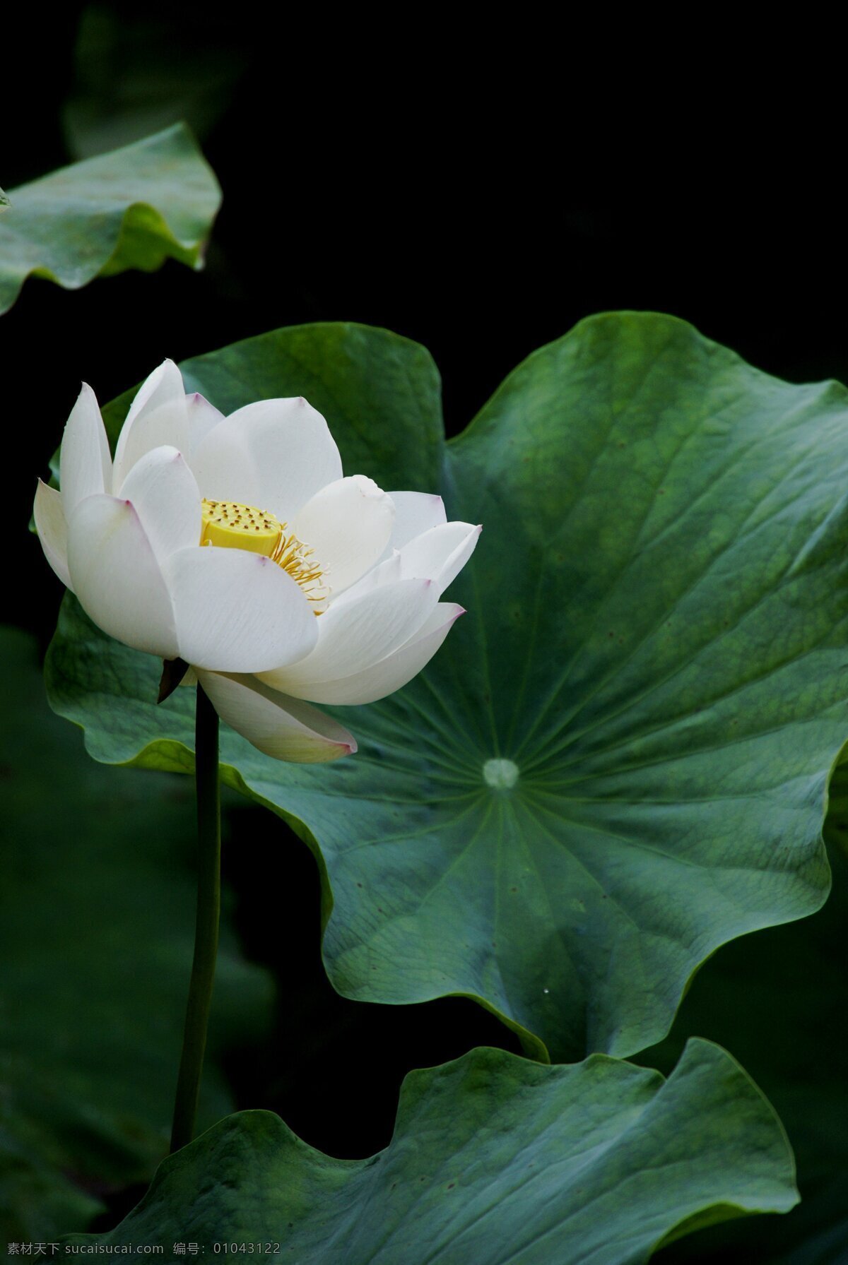 白莲 荷花 莲花 荷叶 植物 花草 生物世界