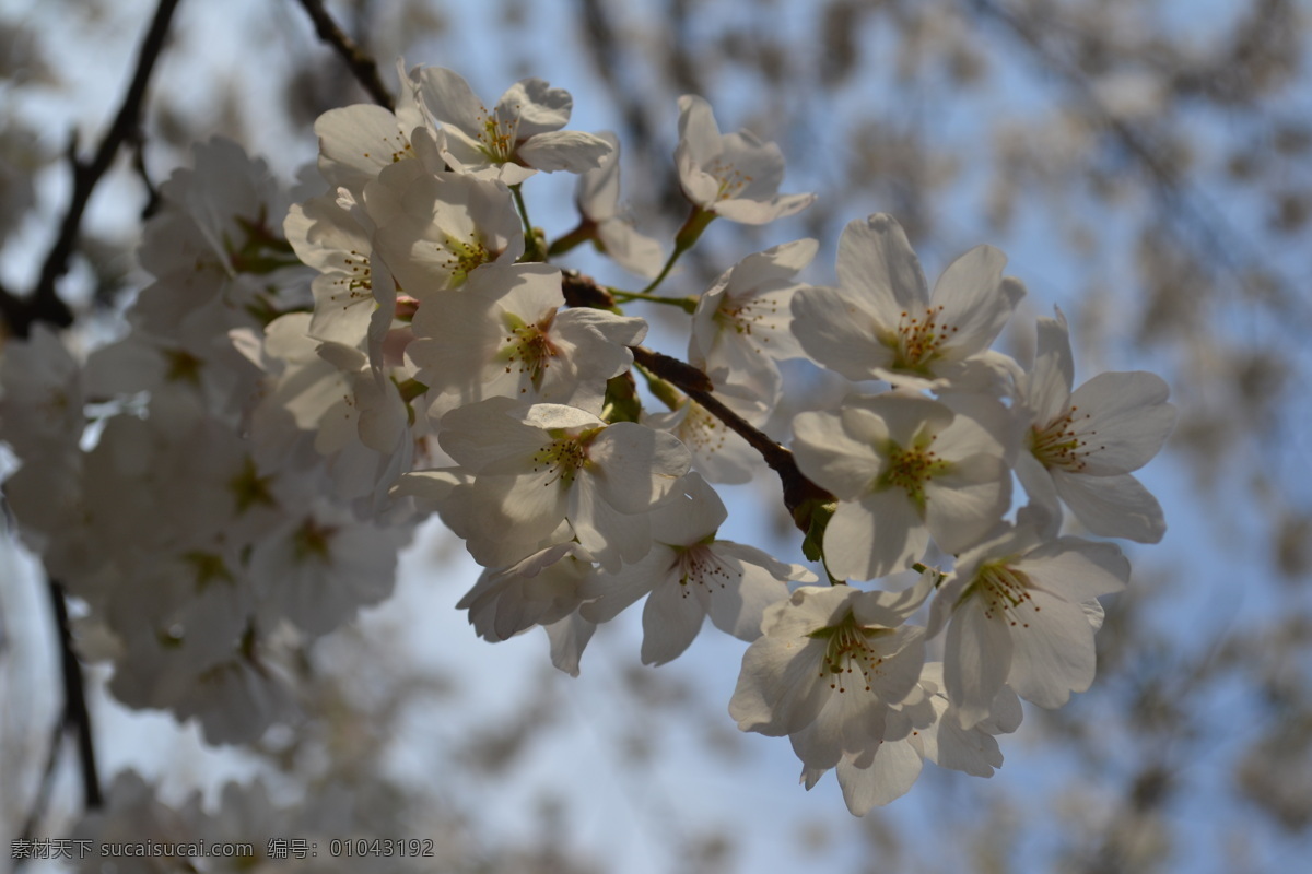 白色樱花 唯美 公园 春天 白色 樱花 特写 风景 自然 花草 生物世界