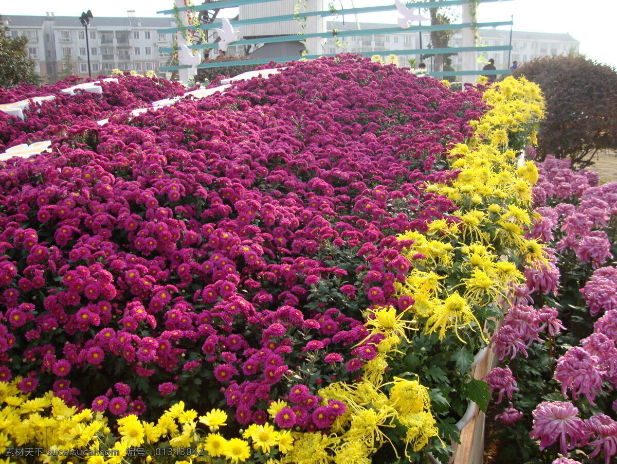 关山 公园 菊展 风情 风车 下 菊花 节日素材 其他节日