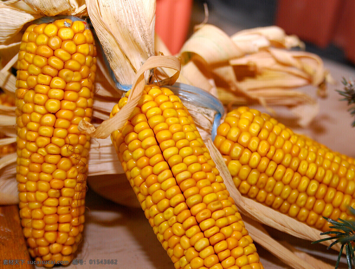 去皮 玉米棒 玉米 金色玉米 包谷 食物 食品 粮食 农产品 食材 食物原料 食材原料 餐饮美食 玉米穗 玉米粒 农作物 特写 丰收 颗颗饱满 农业生产 现代科技