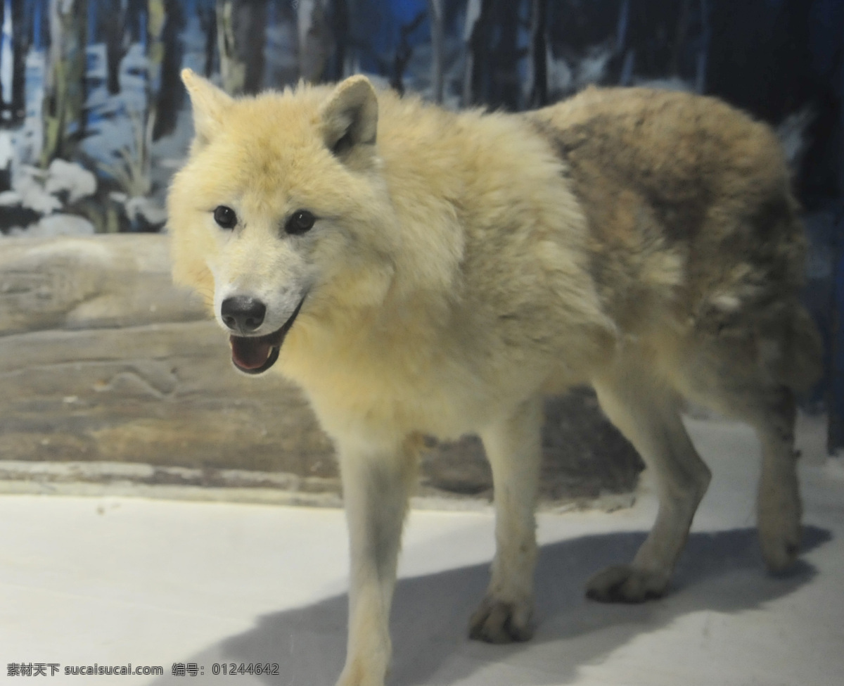 北极狼 白狼 大北极狼 狼 极地馆狼 野生动物 生物世界