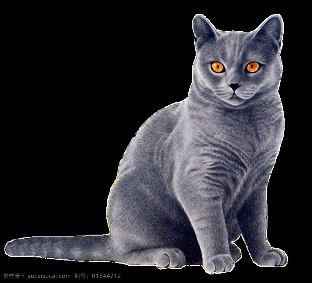 蓝色 毛发 猫 免 抠 透明 蓝色毛发的猫 可爱 小 猫咪 可爱蓝色的猫 小猫 高清 小猫图片 猫咪素材