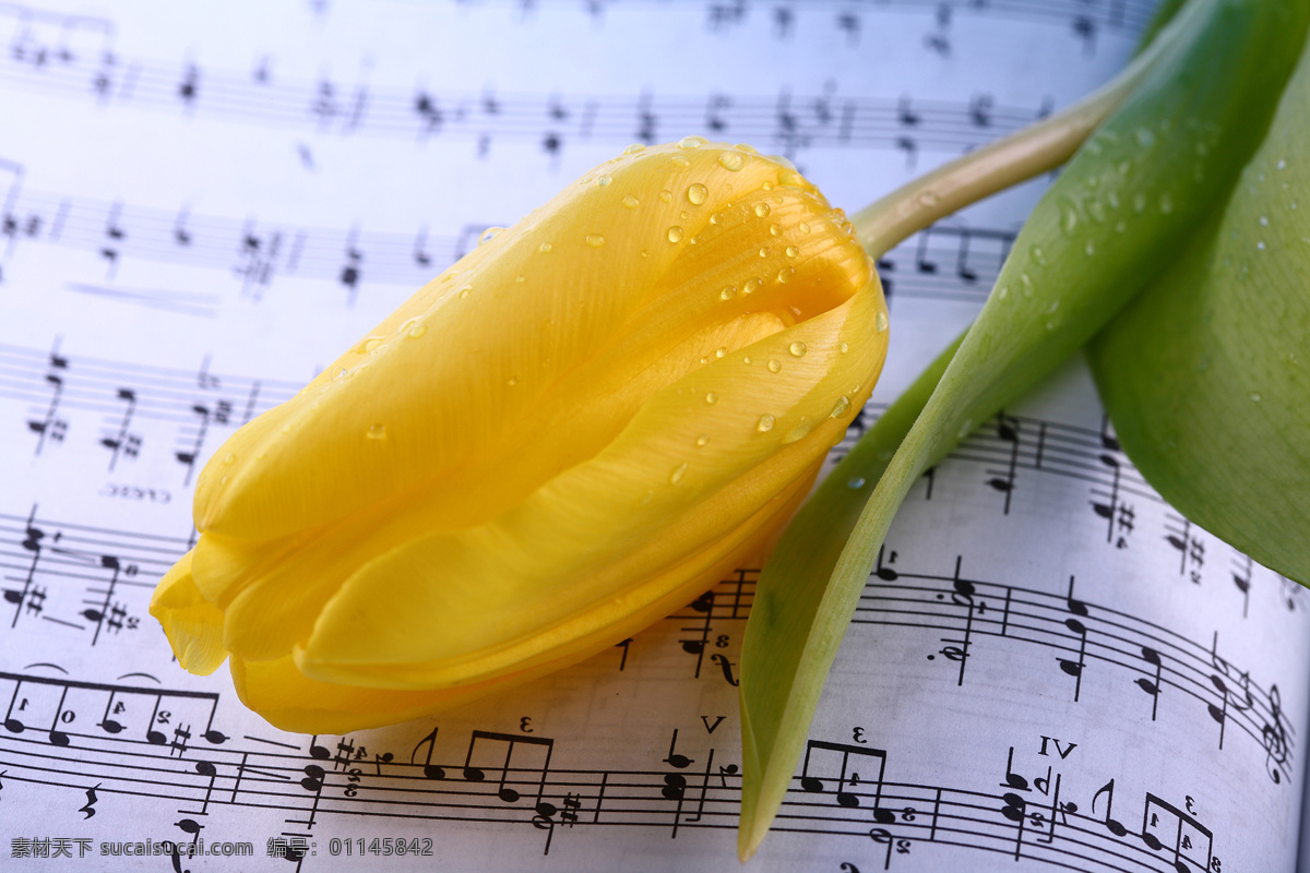 黄色 郁金香 五线谱 花朵花卉 美丽花朵 鲜花乐谱 五线音谱 音乐 花草树木 生物世界