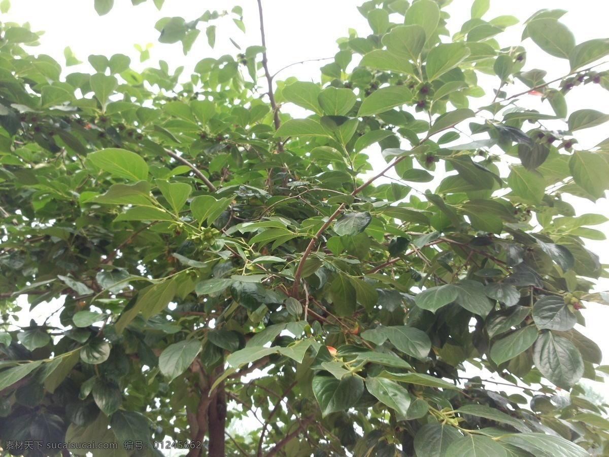 柿子树 柿子树摄影 茂盛柿子树 小柿子 柿子 绿叶 果树 树木树叶 生物世界 白色