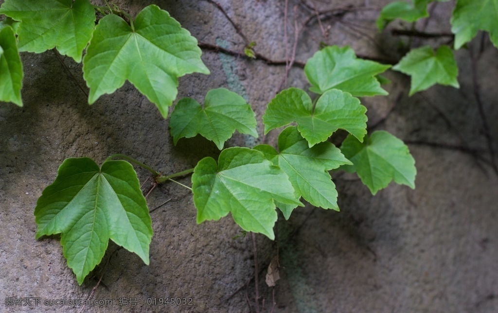 爬山虎 藤曼植物 爬藤植物 垂直绿化 爬藤 观赏植物 生物世界 花草