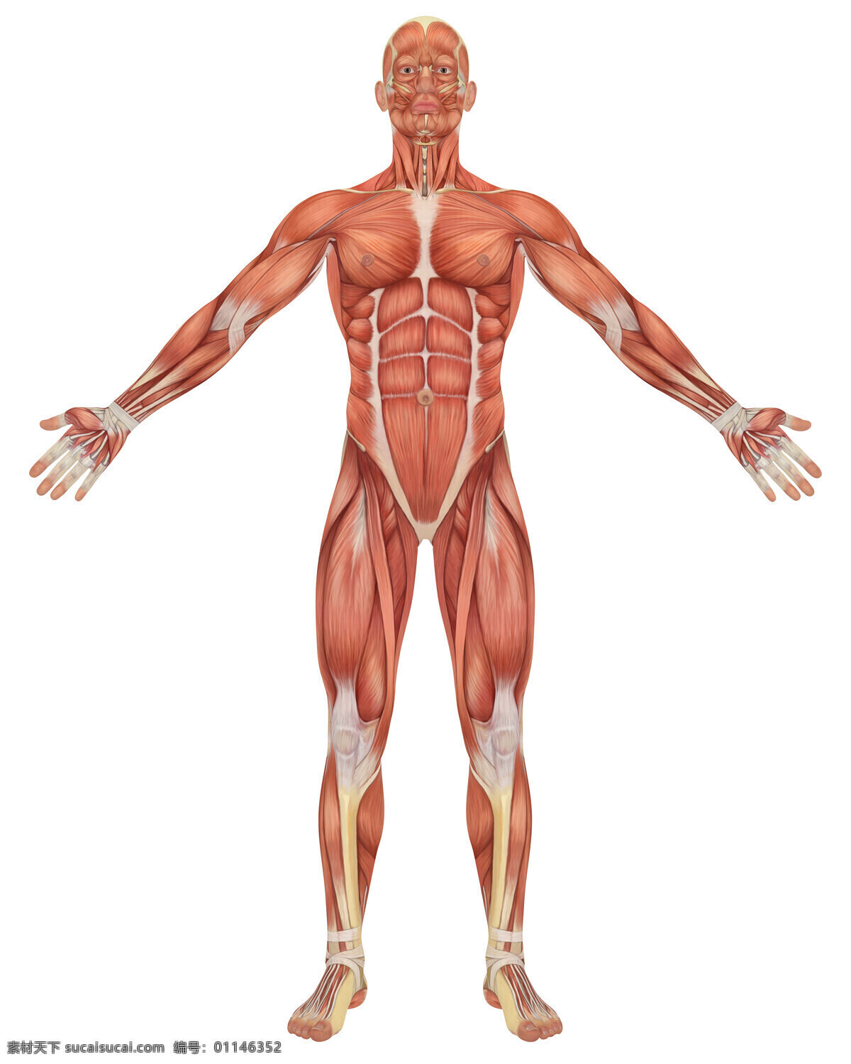 人体 肌肉 结构 男性 人体肌肉 肌肉组织 人体肌肉器官 肌肉结构 人体解剖 医疗护理 现代科技