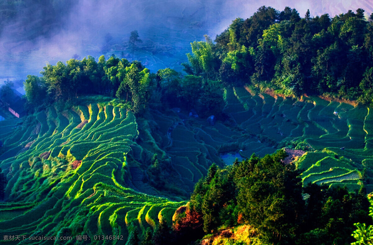 绿色 风景 春天 绿色的风景 梯田 云朵 美丽的树林 紫鹊界梯田 春天的田野 生活 旅游餐饮