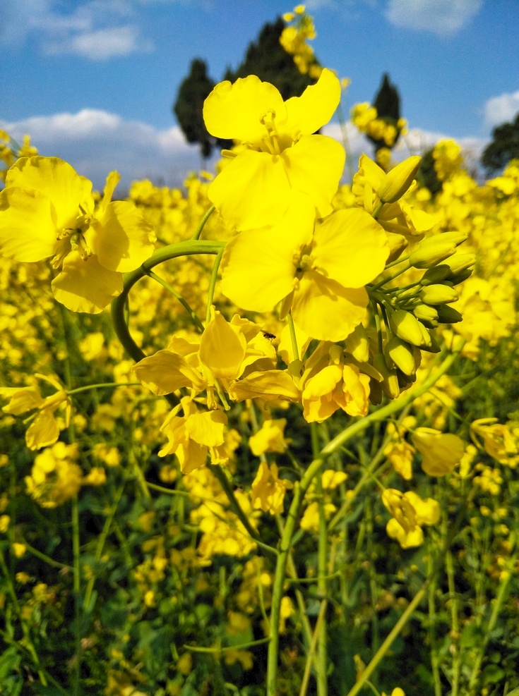 油菜花 花 风景 植物 景色 自然景观 自然风景