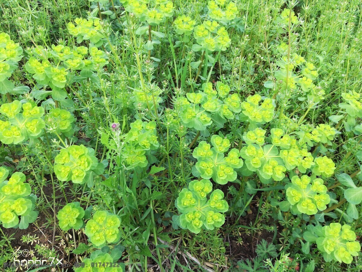 中草药 泽 膝 猫眼 路边 野草 泽膝 路边的野草 生物世界 花草