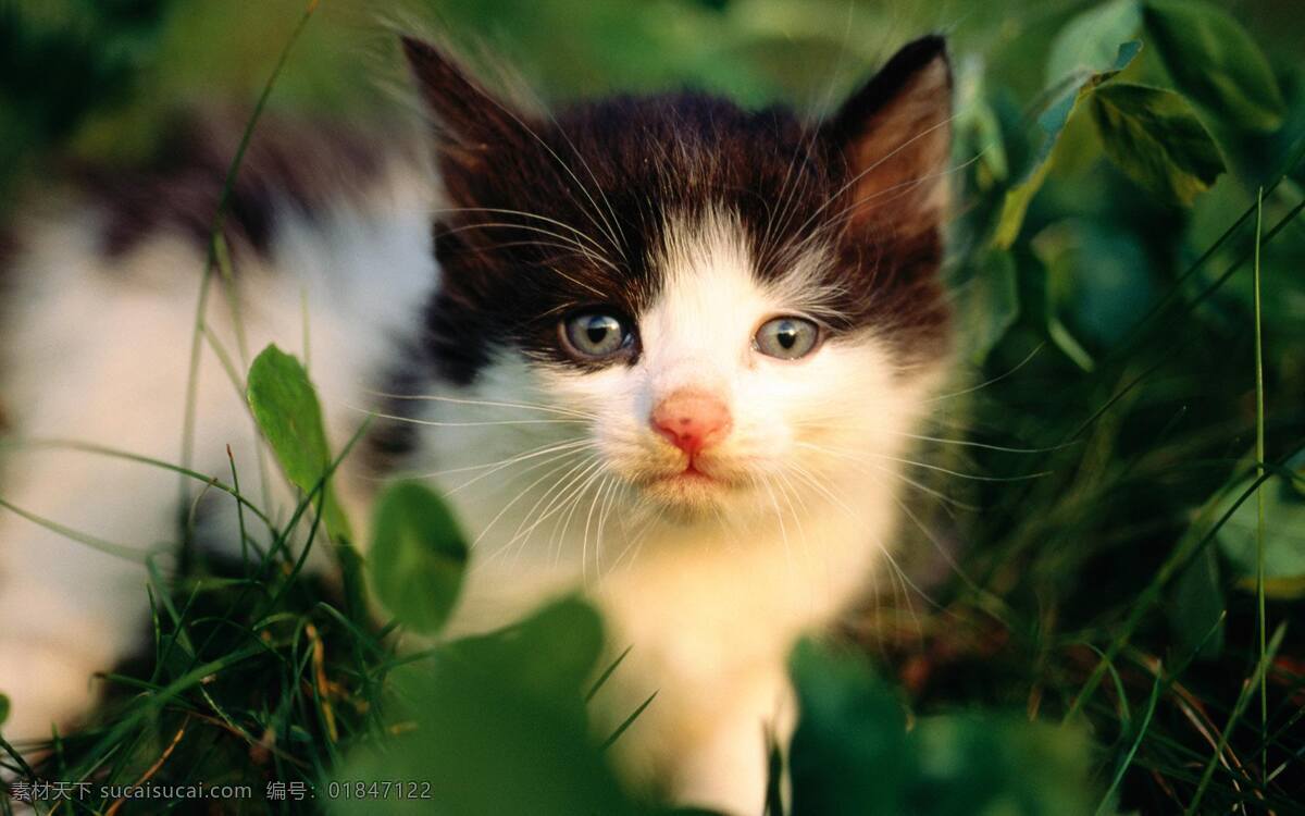 猫 仔 小猫 壁纸 草地 超高清 可爱 猫咪 桌面 猫仔 猫星人 卡通 动漫
