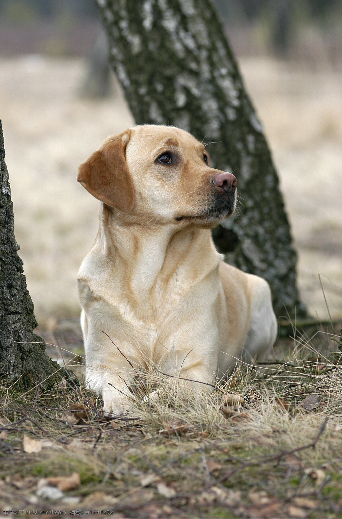 干净的狗狗 宠物 可爱小狗 名贵 犬种 动物世界 宠物摄影 陆地动物 生物世界 狗 灰色