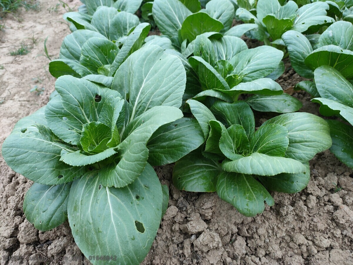 青菜 蔬菜 新鲜 食品 绿色 农业 植物 素食 维生素 有机蔬菜 菜叶 瓜 蛋 鸡蛋 菜市场 肉 菜地 菜园 生物世界