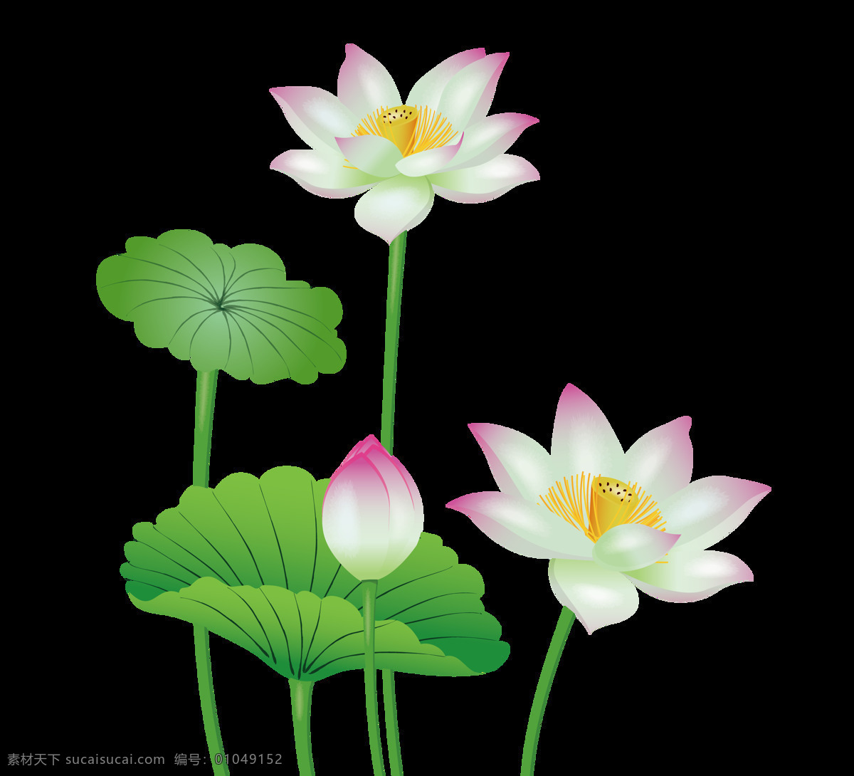 手绘 盛开 荷花 矢量 免 抠 图 卡通的 插画 荷叶 绿色 白色 粉色 夏季 夏日 盛开的花朵 花卉 花骨朵 莲花 粉莲