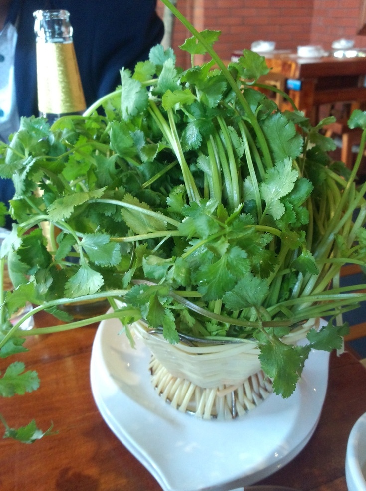 香菜 香菜摄影 菜 一盘香菜 青菜 配菜 摄影图 火锅香菜 生物世界 蔬菜
