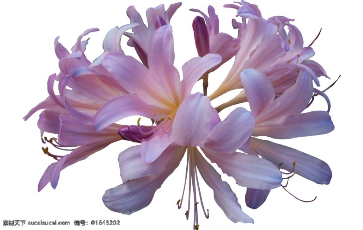 紫色 百合花 免 抠 透明 紫色的百合花 百合花元素 图形 海报 广告 百合花海报图
