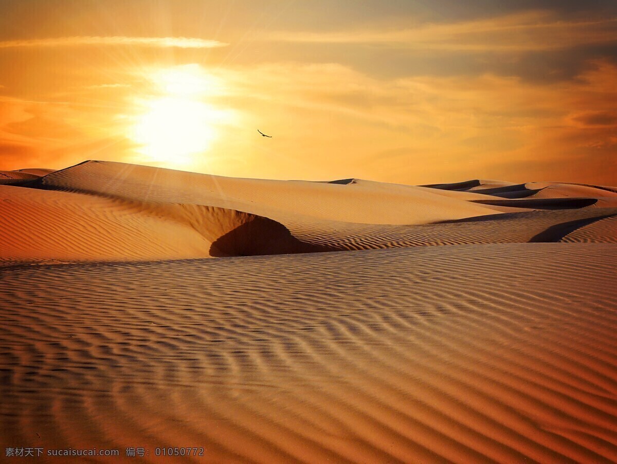 落日 下 沙漠 炎热 沙 景观 太阳 日落 照明 天气心情 棕色