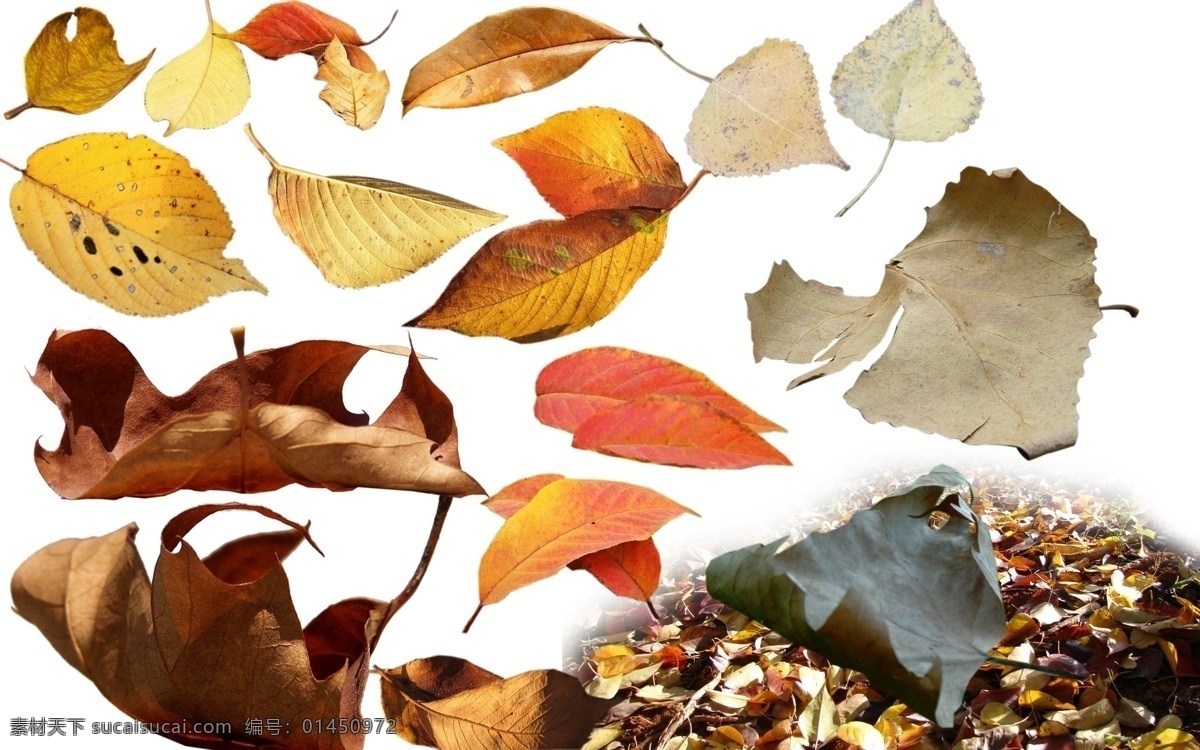 落叶 秋天 枯叶 黄色树叶 高清晰 鲜花 分层 源文件