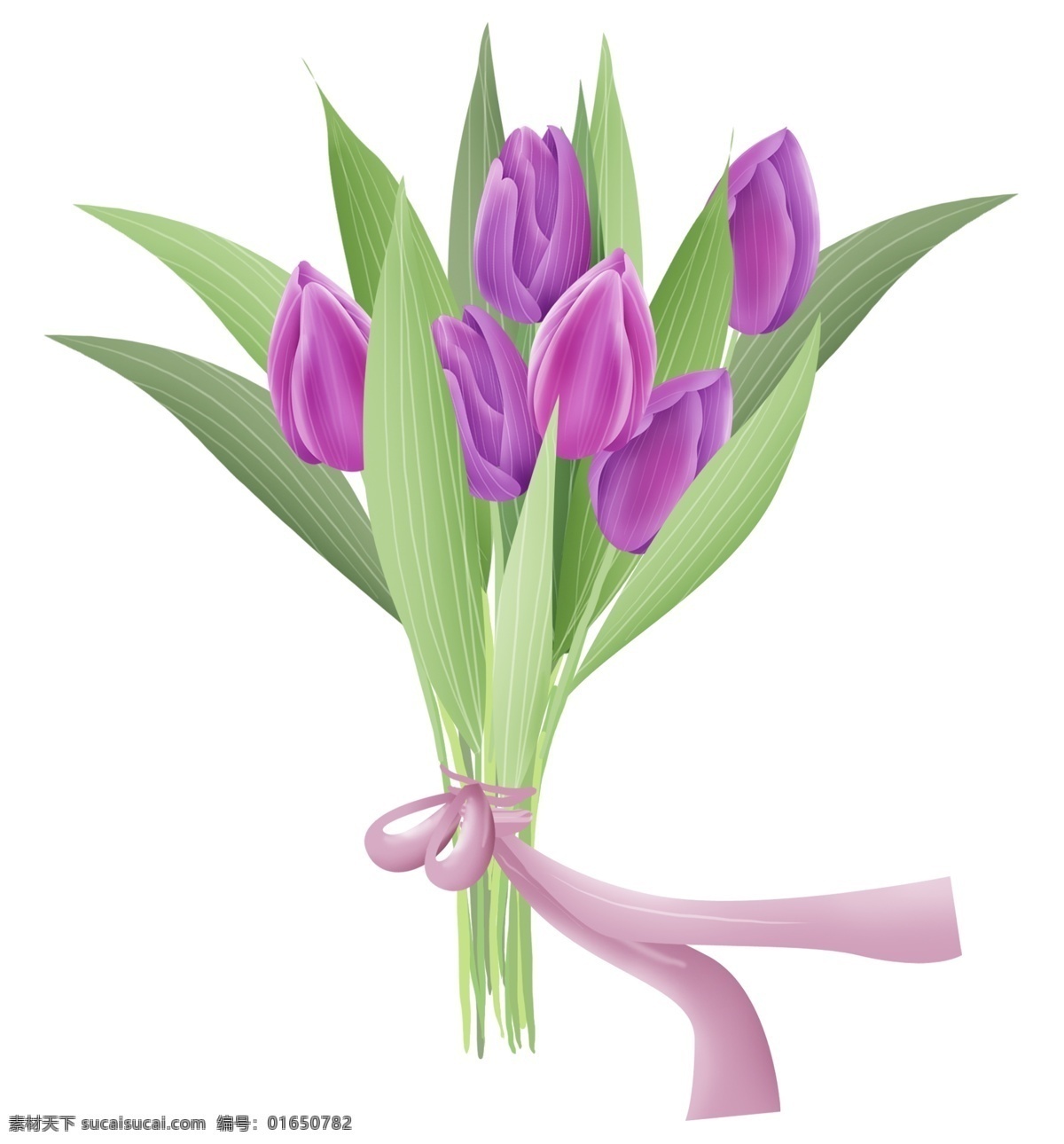 紫色 郁金香 花束 郁金香花束 花艺 花卉 春天 紫色郁金香 郁金香种植 叶子 植物