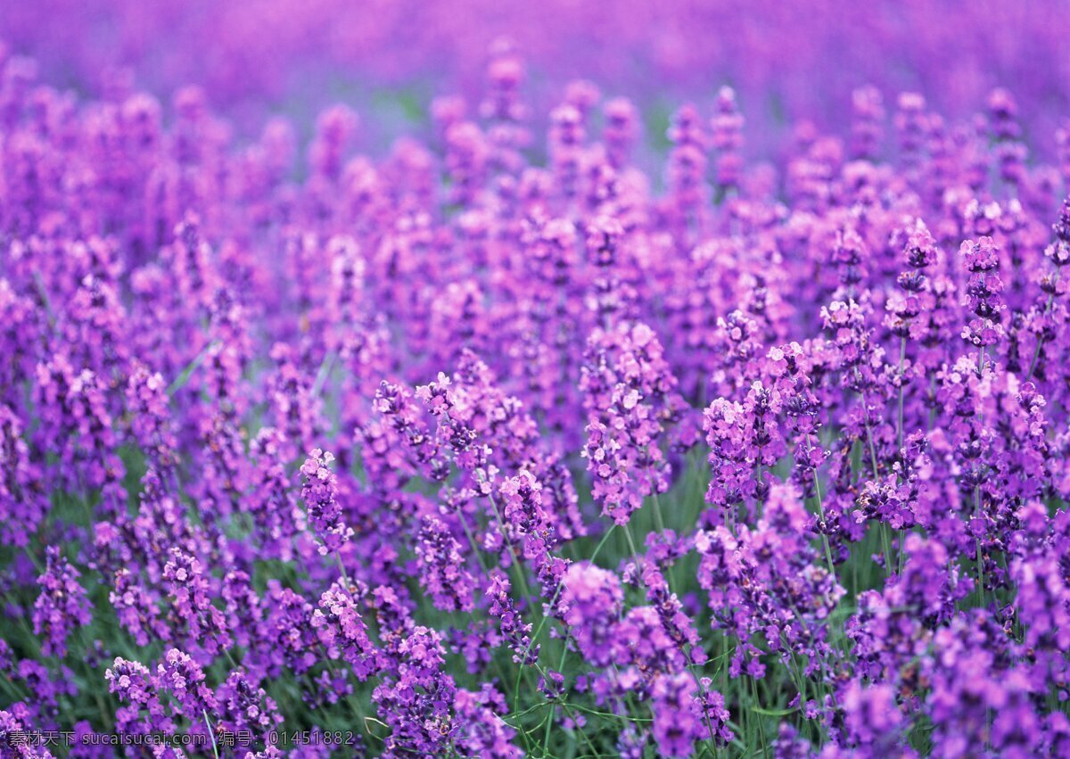 薰衣草 自然 花 花中之王 紫色 花草 植物 高清 生物世界