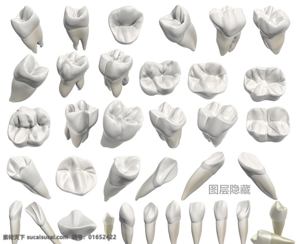 3d牙齿 3d 牙齿 牙科 门牙 犬牙 前臼齿 后臼齿 切齿 犬齿 假牙 牙根 3d物体 分层