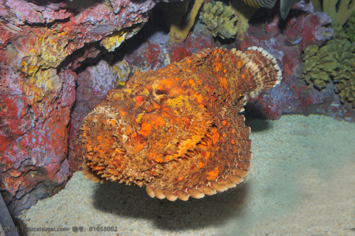 石头鱼 海底世界 野生动物 生物世界