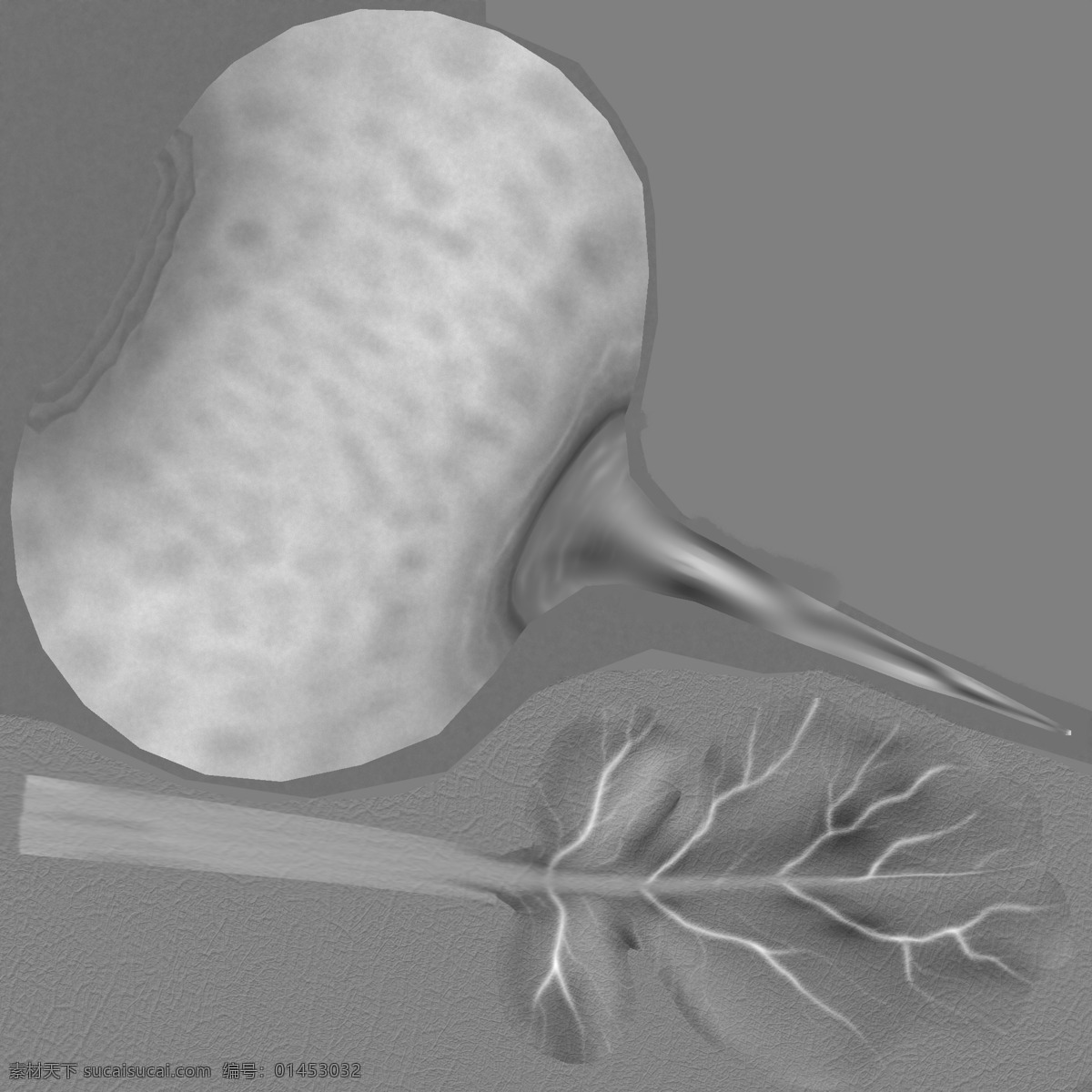3d设计模型 max 源文件 水 萝卜 三维 模型 蔬菜3d模型 脆萝卜 莱菔 芦菔 芦葩 罗服 土人参 商陆 水果 蔬菜 高精度 其他模型 风景 生活 旅游餐饮
