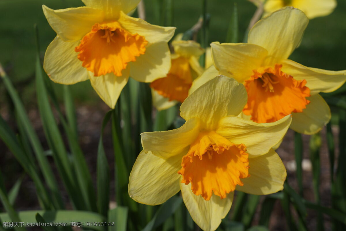 美丽 黄色 水仙花 高清 橙黄色花朵 花朵 花卉 橙黄色
