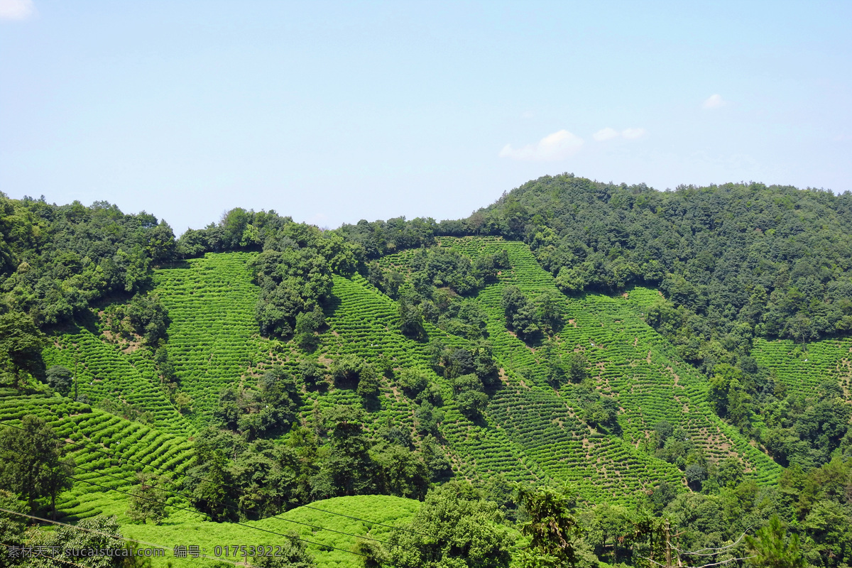 茶园风光图片 茶山 茶园 茶树 茶叶 回龙垱村 有机茶 生态茶园 茶叶基地 有机茶园 茶园背景 茶园梯田 高山茶园 茶园茶叶 茶叶种植 茶园风光 高山茶园茶场 高山茶 高山秋茶 高山茶园梯田 云雾茶山 云山雾海 梯田 生物世界 树木树叶