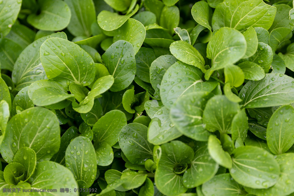 青菜图片 青菜 蔬菜 萝卜 绿色 绿植 自然景观