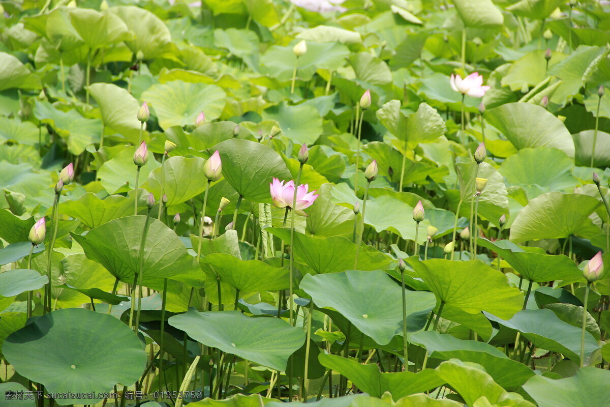 睡 莲 黄 睡莲 荷花池 莲池 生物世界 花草