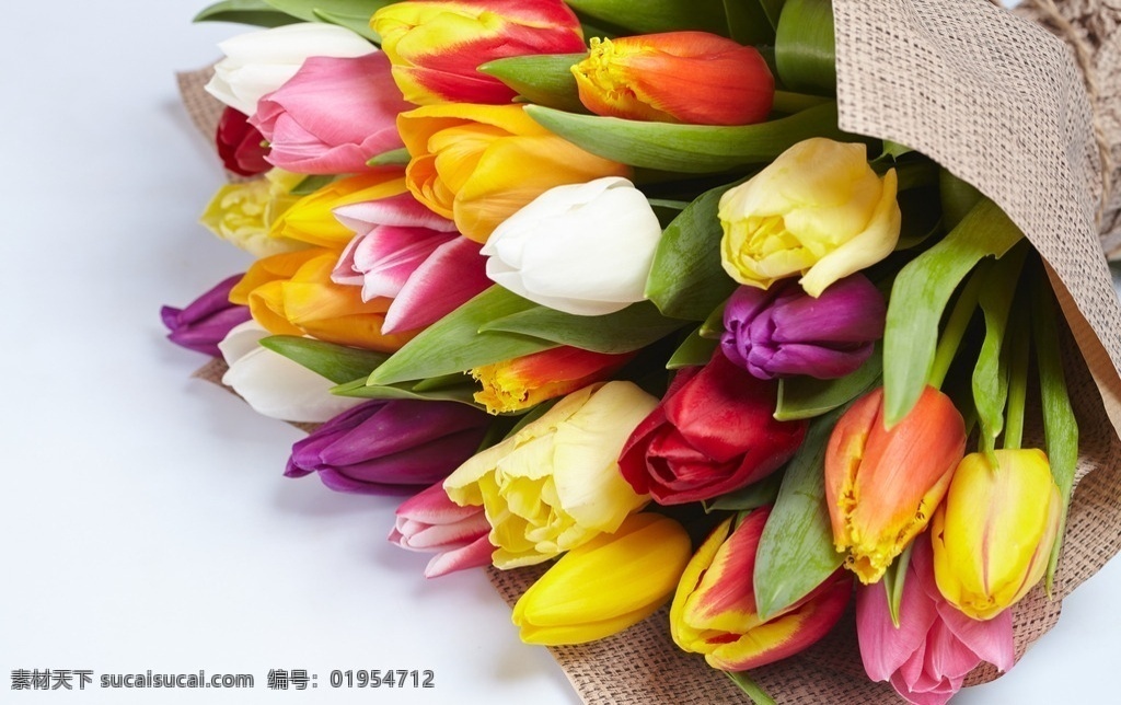 美丽的郁金香 鲜花 花卉 花朵 郁金香 荷兰国花 花束 花草 树木 花草树木 生物世界