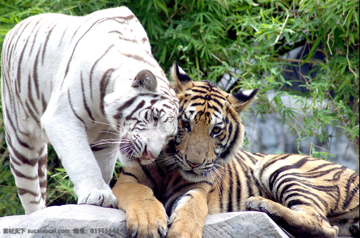 白虎 老虎 虎 动物摄影 动物世界 陆地动物 生物世界