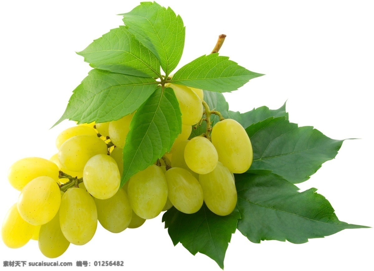 海报 葡萄上市 提子 葡萄熟了 葡萄采摘 葡萄提子 葡萄红提 葡萄黑提 生物世界 水果 免扣葡萄