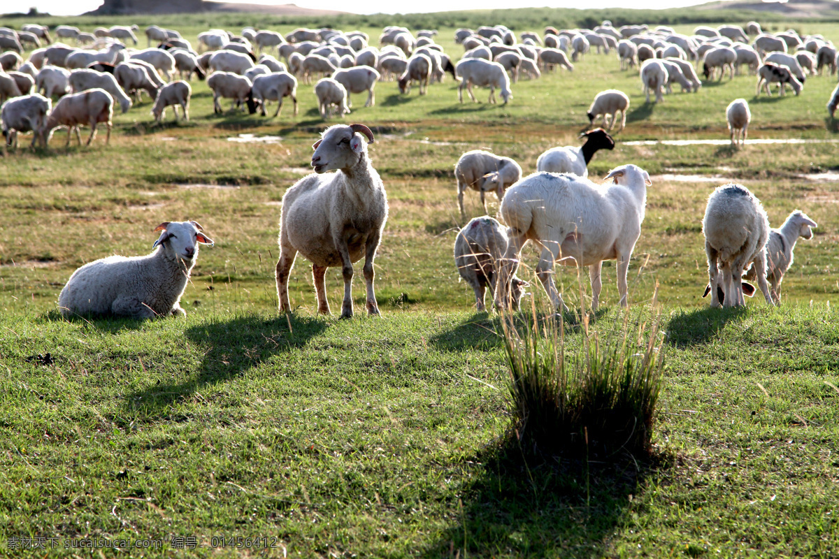 大草原的羊群 克什克腾旗 草原 羊群 风景 远山 羊 大草原 旅游摄影 国内旅游