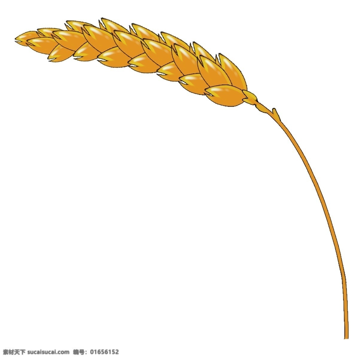 秋天 金黄 麦穗 系列 谷类 大米 五谷杂粮 颗粒成熟 丰收 黄色 收割 好吃 饱满 绿油油的 成长 茂盛