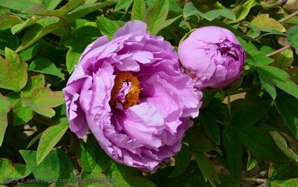 牡丹花 牡丹 观赏花卉 鼠姑 木芍药 百雨金 洛阳花 花朵 花瓣 花蕊 花卉 花儿 花草 植物 园林绿化 绿化景观 芍药牡丹 生物世界