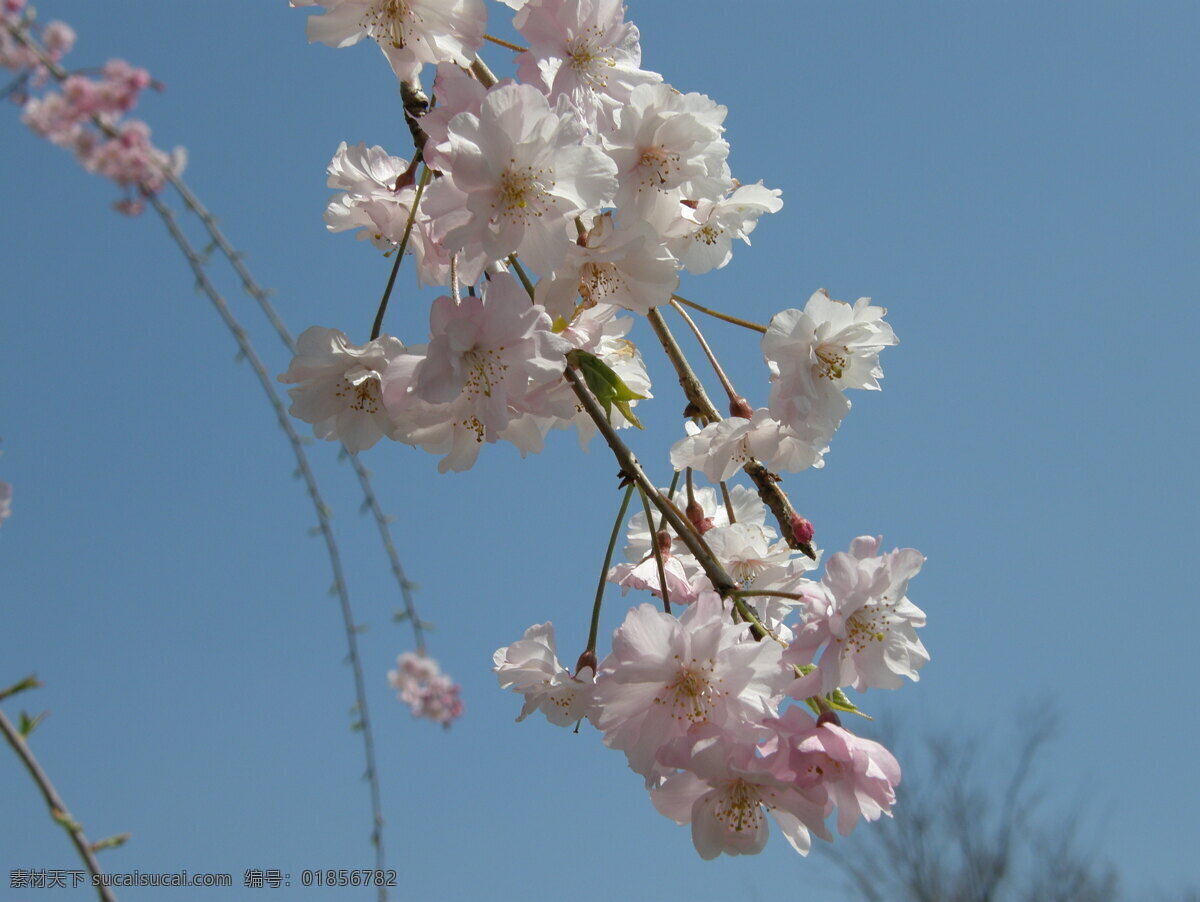 樱花 恋歌 樱花背景 樱花标志 樱花底纹 樱花树 樱花图片 樱花恋歌 樱花的图片 樱花草 樱花节 风景 生活 旅游餐饮