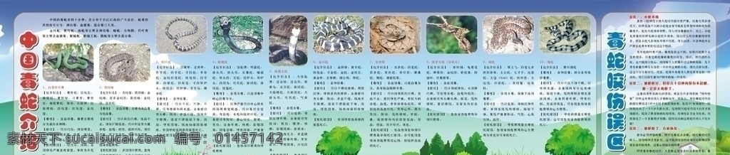 毒蛇咬伤误区 毒蛇 咬伤 误区 草地 白蜃竹叶青 圆斑蝰 银环蛇 眼镜蛇 眼镜王蛇 金环蛇 尖吻腹 原 矛头 腹 烙 铁头 腹蛇 海蛇 展板模板 矢量