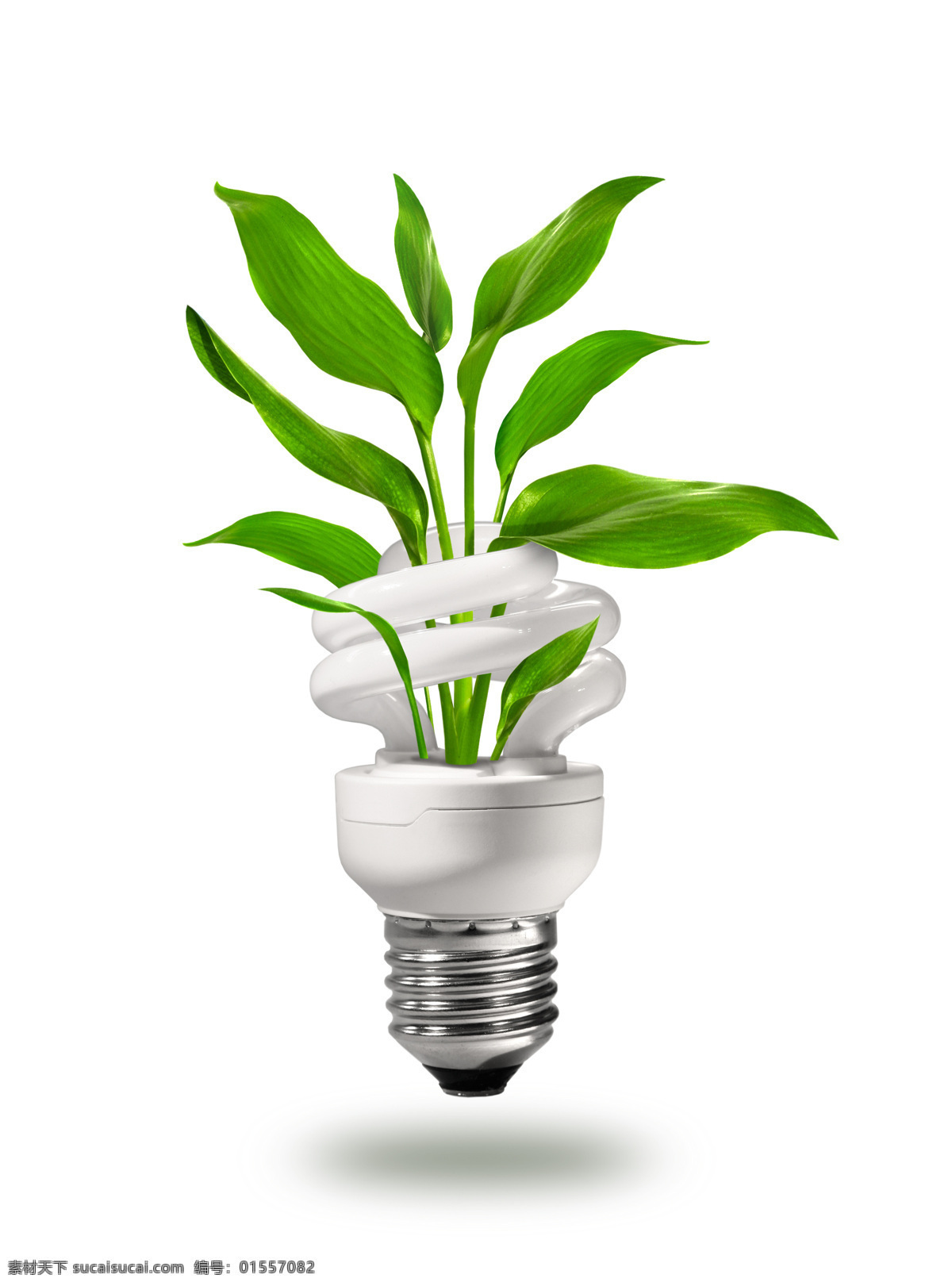 节能灯 里长 出 绿色植物 灯泡 电灯 植物 绿叶植物 创意图片 其他类别 生活百科 白色
